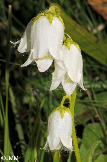 Campanula barbata