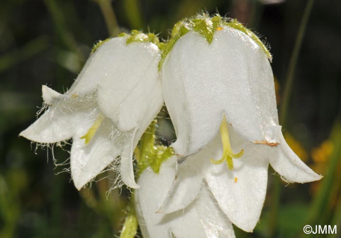 Campanula barbata