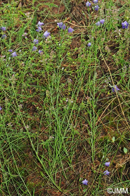 Campanula baumgartenii