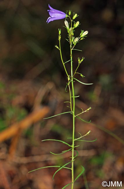 Campanula baumgartenii