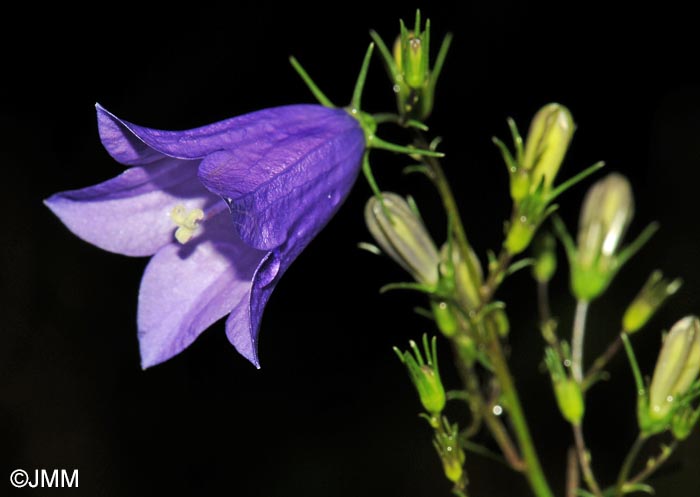 Campanula baumgartenii