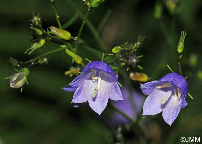 Campanula baumgartenii