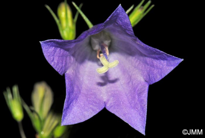 Campanula baumgartenii