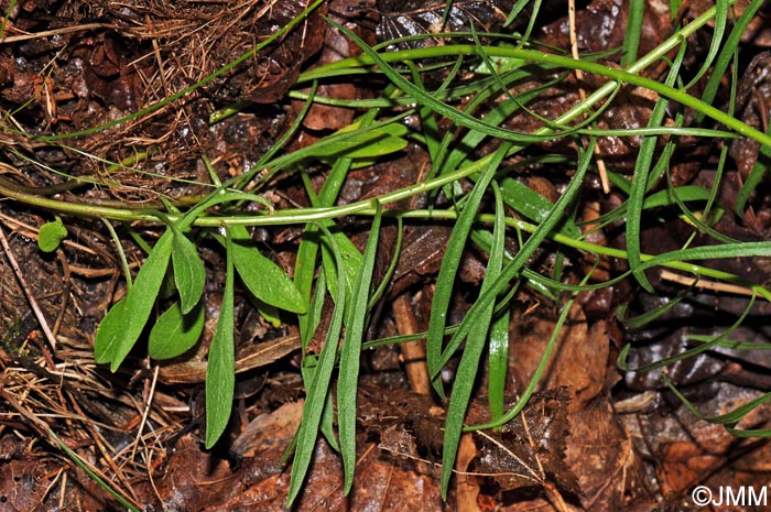 Campanula baumgartenii