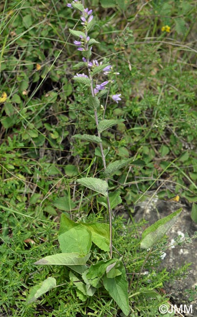 Campanula bononiensis