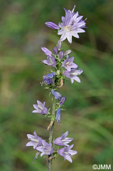 Campanula bononiensis