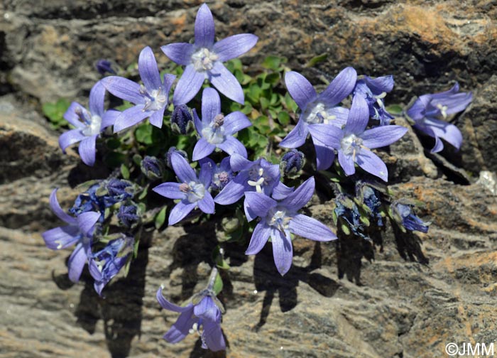 Campanula cenisia