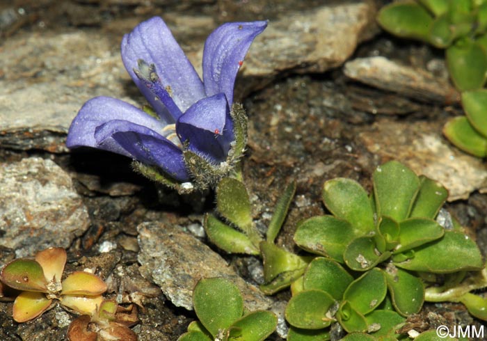 Campanula cenisia