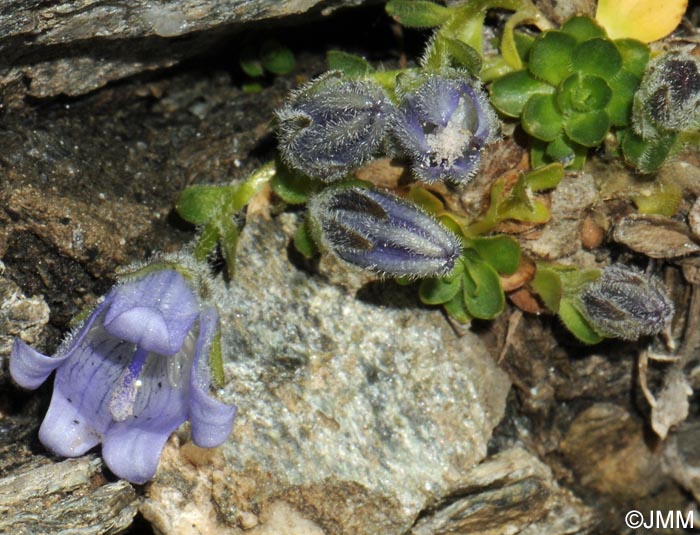 Campanula cenisia