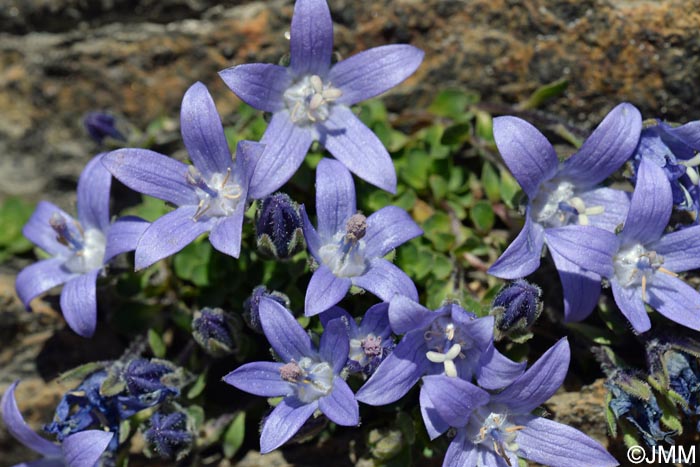 Campanula cenisia