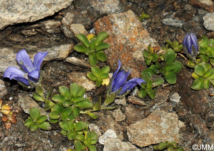 Campanula cenisia