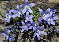 Campanula cenisia