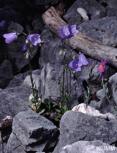 Campanula cochleariifolia