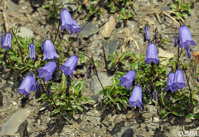 Campanula cochleariifolia