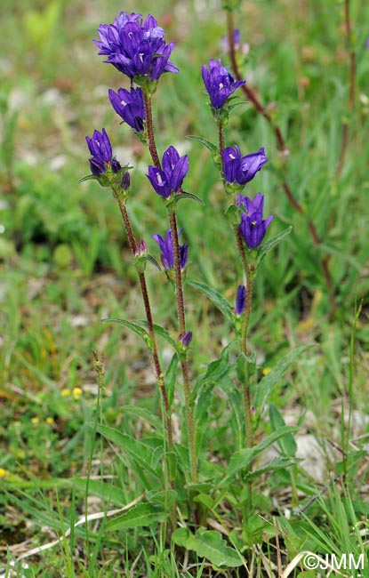 Campanula glomerata