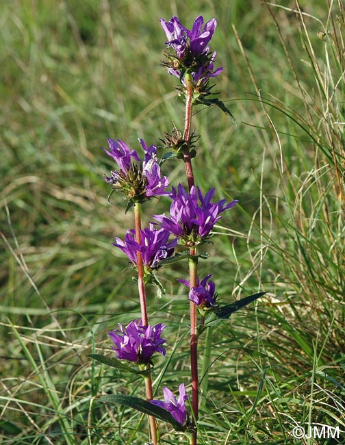 Campanula glomerata