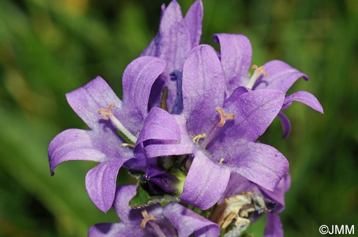 Campanula glomerata