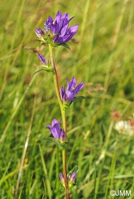 Campanula glomerata