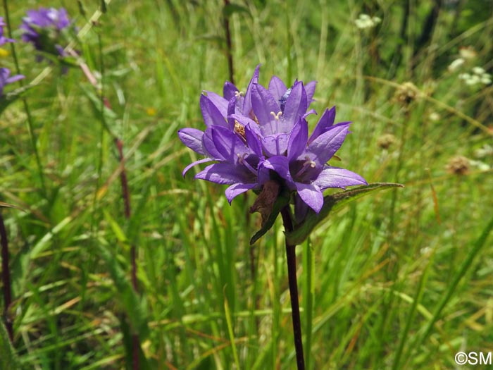 Campanula glomerata