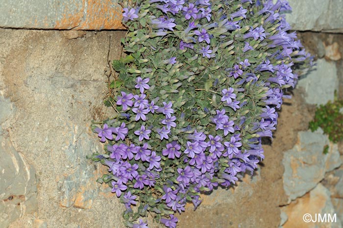 Campanula hagielia