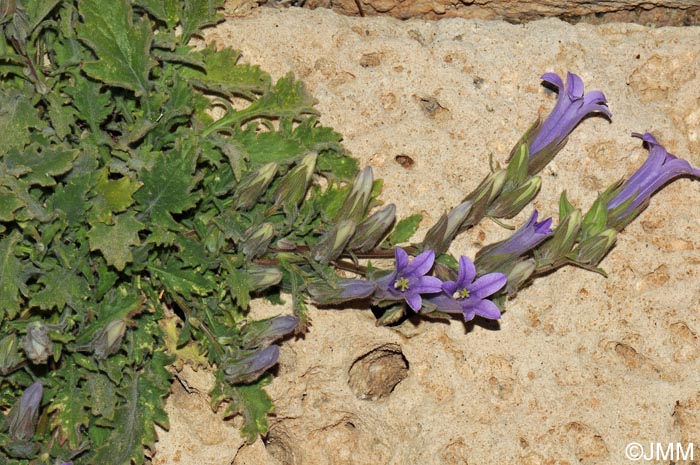 Campanula hagielia