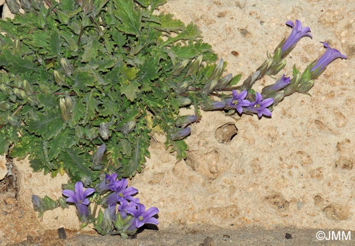 Campanula hagielia