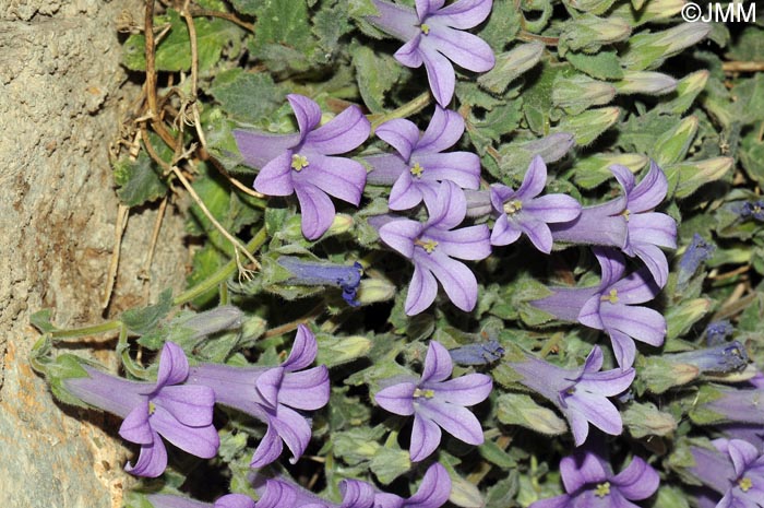 Campanula hagielia