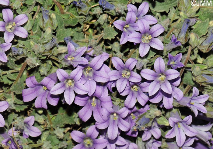 Campanula hagielia