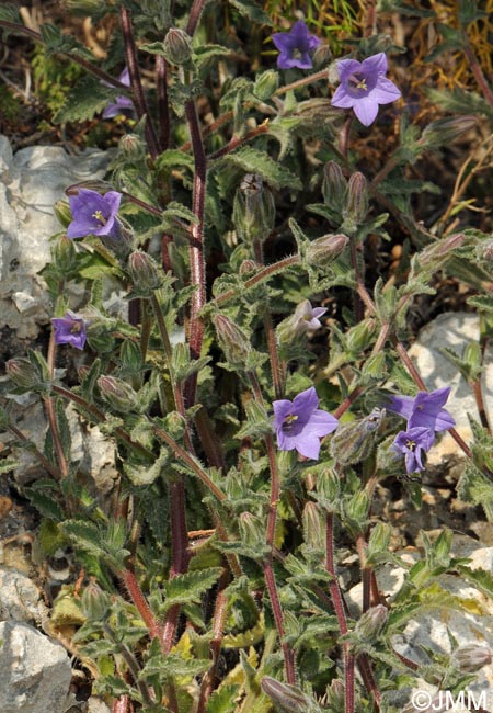 Campanula hagielia