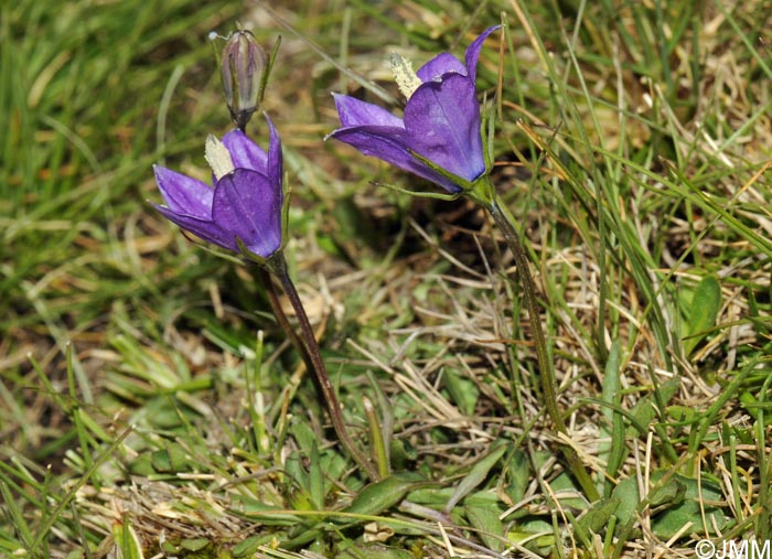 Campanula herminii