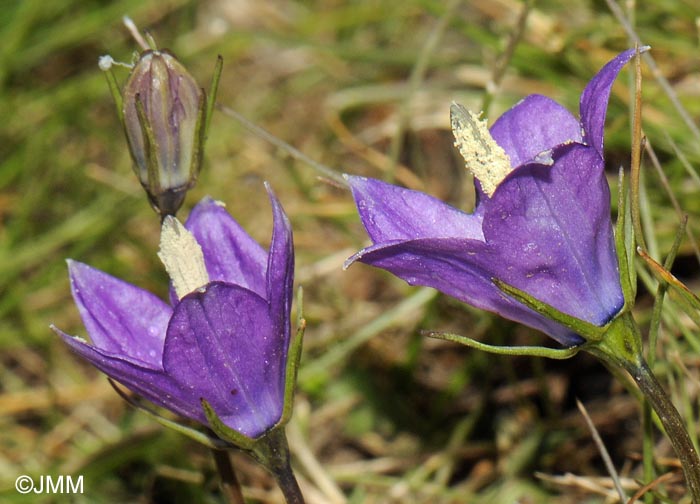 Campanula herminii