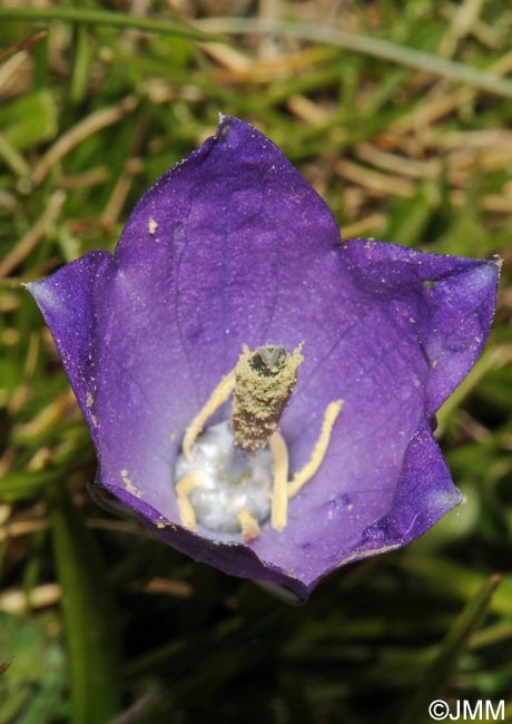 Campanula herminii