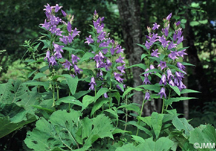 Campanula latifolia