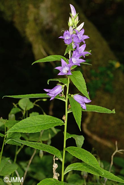 Campanula latifolia