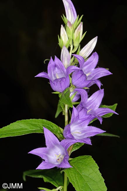 Campanula latifolia