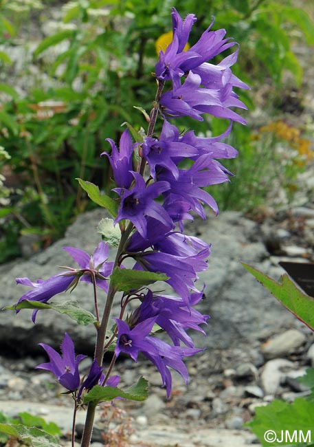 Campanula latifolia