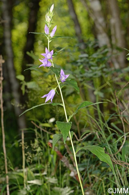 Campanula latifolia