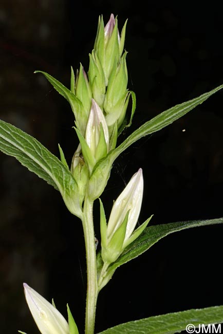 Campanula latifolia