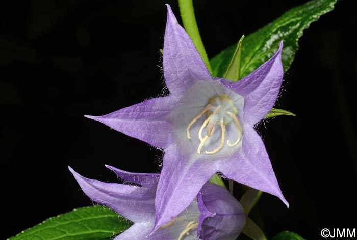 Campanula latifolia