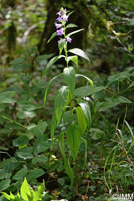 Campanula latifolia