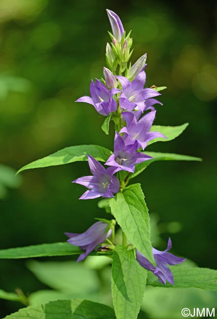 Campanula latifolia