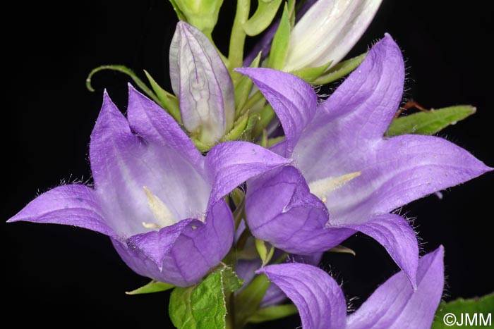 Campanula latifolia