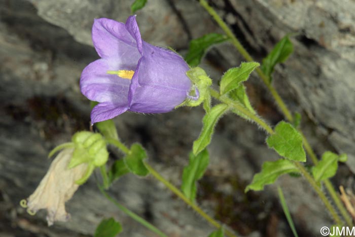 Campanula medium