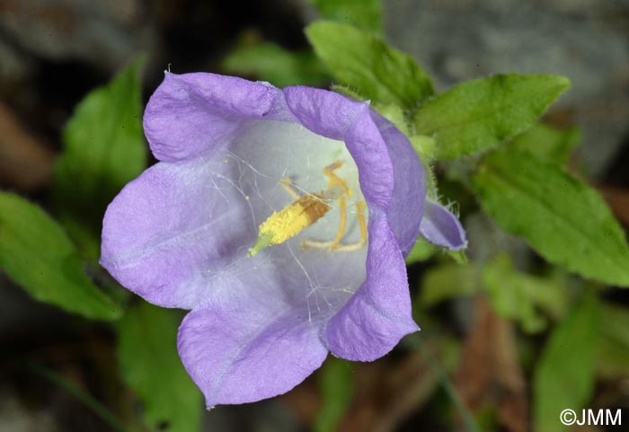 Campanula medium