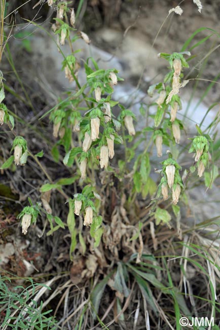 Campanula medium