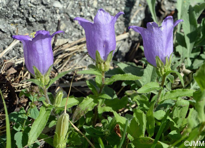 Campanula medium