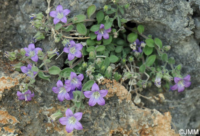 Campanula mollis