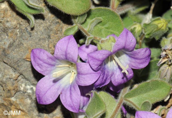 Campanula mollis