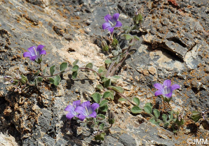 Campanula mollis