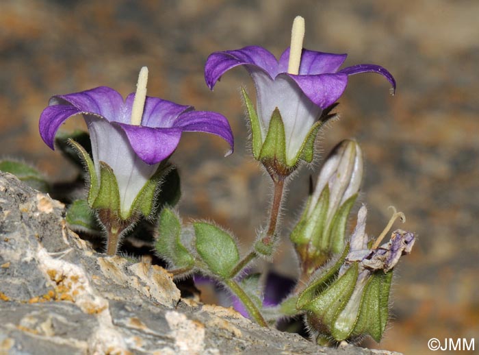 Campanula mollis